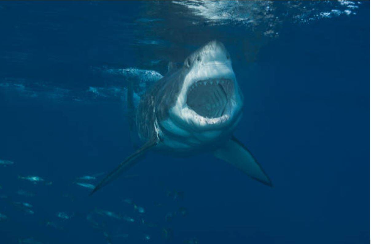 Ataque de un tiburón