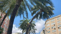 El Ayuntamiento de Valencia tala dos palmeras ante el riesgo de caída