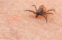 ¿Qué es la enfermedad de Lyme?