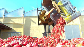 150.000 kilos de tomate ponen rumbo a Buñol con motivo de la Tomatina
