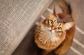 Descubre 15 curiosidades de los gatos que te sorprenderán