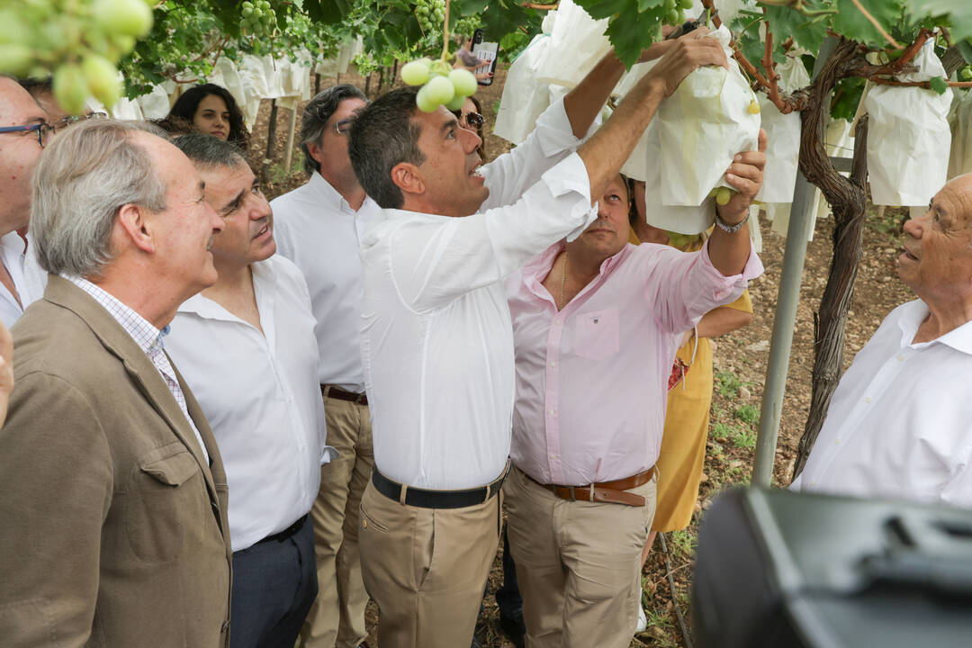 El presidente Mazón en el primer corte de la uva en Aspe.