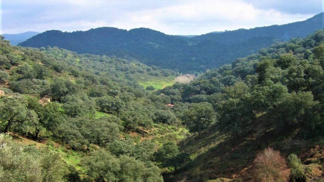 Las Dehesas de Sierra Morena, espacio declarado Reserva de la Biosfera por la Unesco.