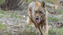 El PP pedirá un estudio sobre los ataques del lobo al ganado en Castilla y León 