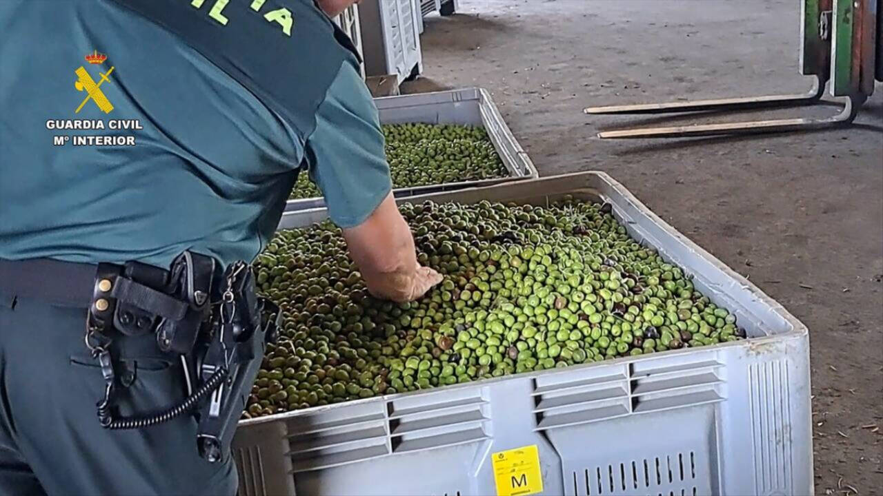 Operación de la Guardia Civil en Sevilla por la estafa con aceite de oliva y robo de aceituna.
