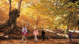 La ruta de senderismo perfecta para el otoño: el Bosque de Cobre