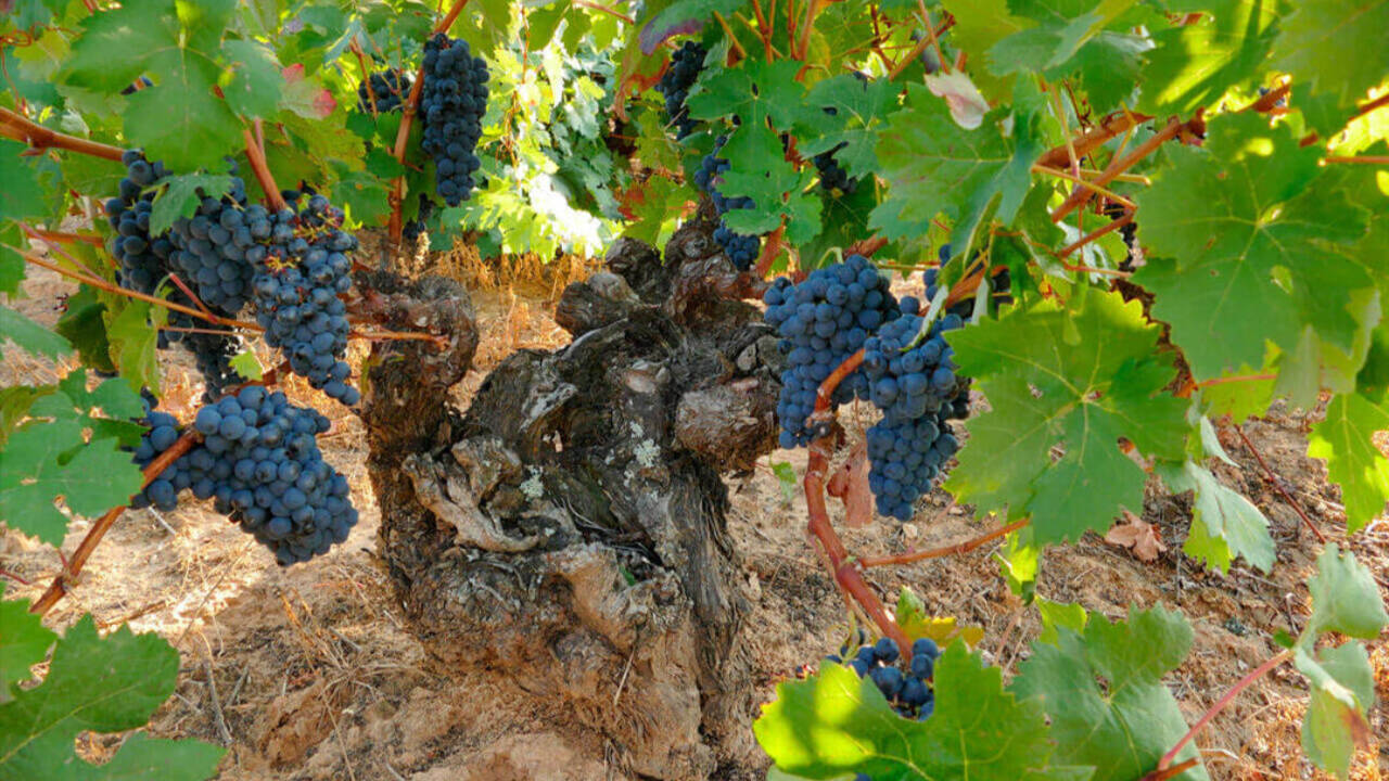 Imagen de una cepa con uvas de un viñedo de Ribera del Duero