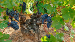 Ribera del Duero, los vinos que pueden conquistar EEUU por su historia