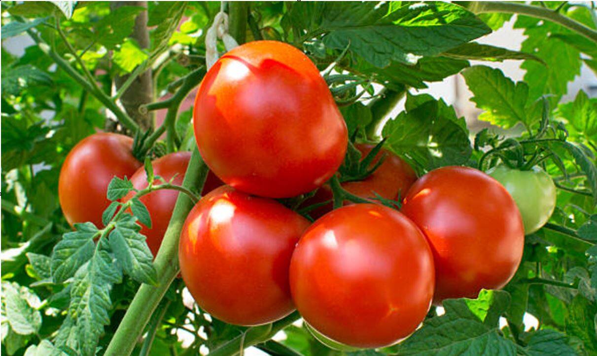 Beneficios y contraindicaciones del tomate