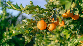 Mercadona inicia una campaña que comercializará 140.000 toneladas de naranja