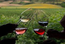 Descubre el arte del vino: 7 planes de enoturismo para disfrutar