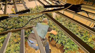 Detenido en Aldaia por cultivar más de 900 plantas de marihuana en su casa