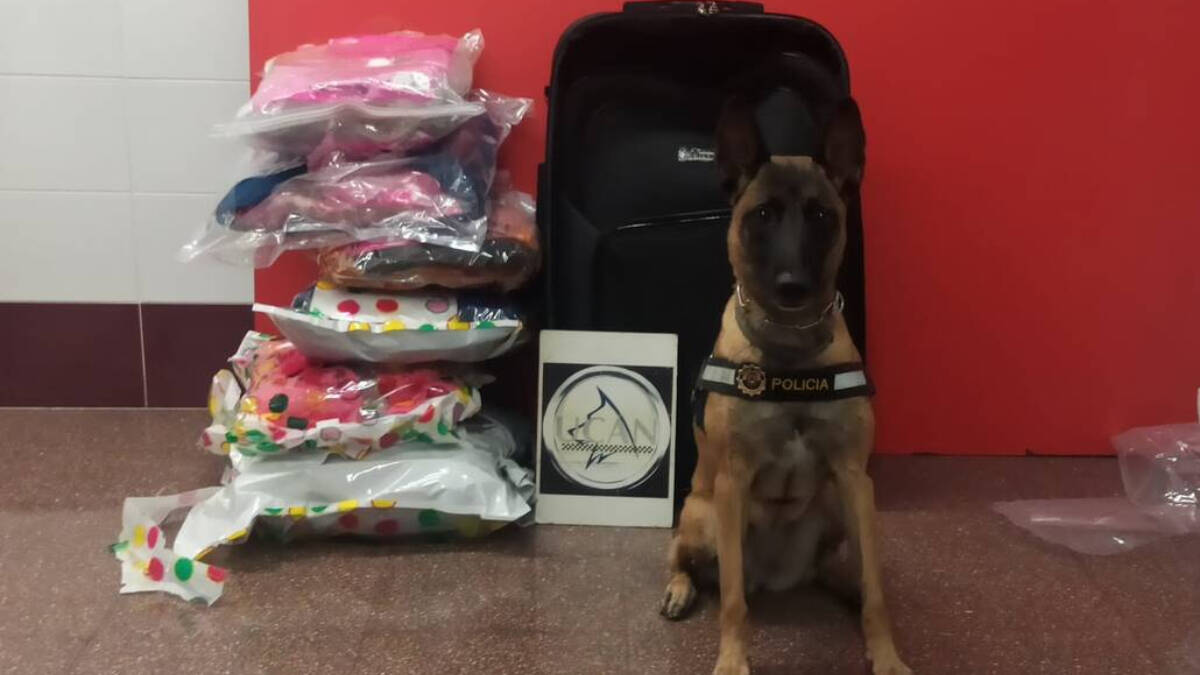 Kata, la perra de la Policía Local de Alicante