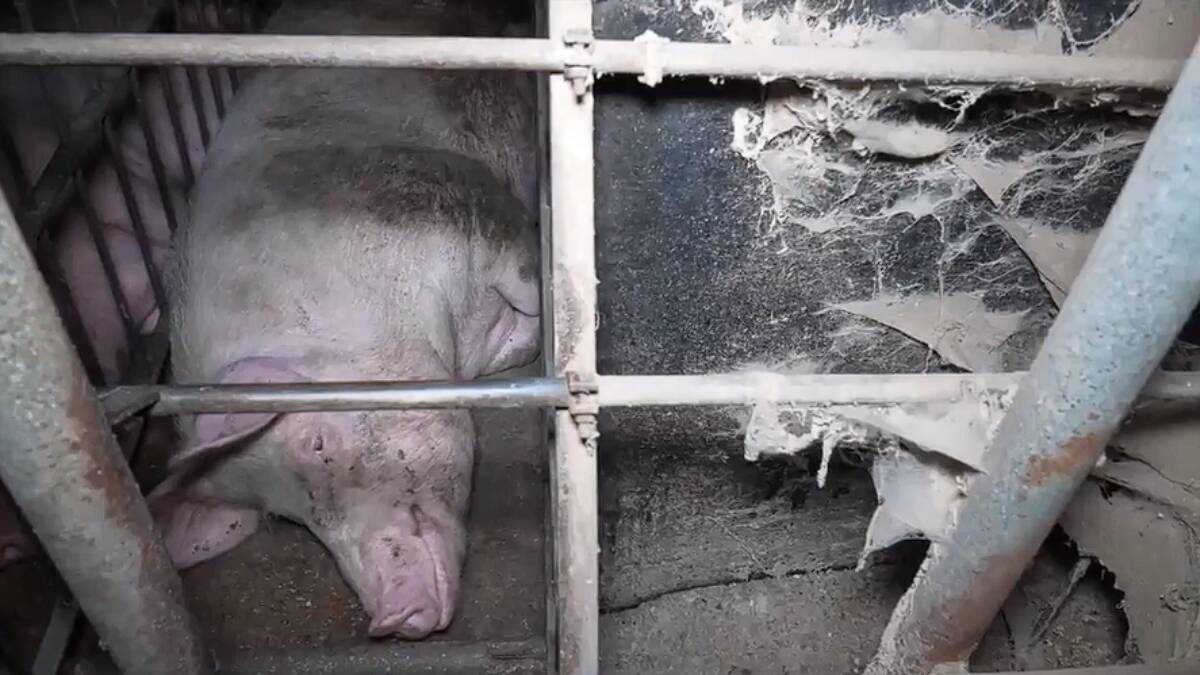 Una de las imágenes que se puede ver en el vídeo grabado por 'Observatorio del Bienestar Animal' del supuesto estado de la granja de cerdos de Quintanilla del Coco, en Burgos.