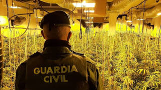 Los agentes desmantelan en Andalucía el gran 'vivero' de Europa de la marihuana
