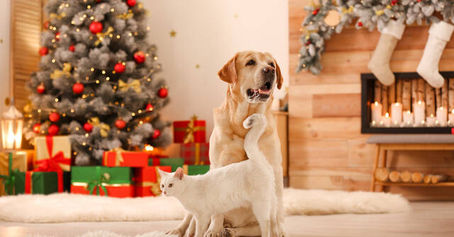 Productos naturales, el mejor regalo para tu mascota esta Navidad