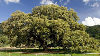 Los tres árboles más bonitos de España están en Andalucía