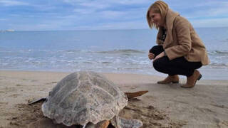 Liberan en una playa de la Serra d'Irta una tortuga recuperada en l'Oceanogràfic