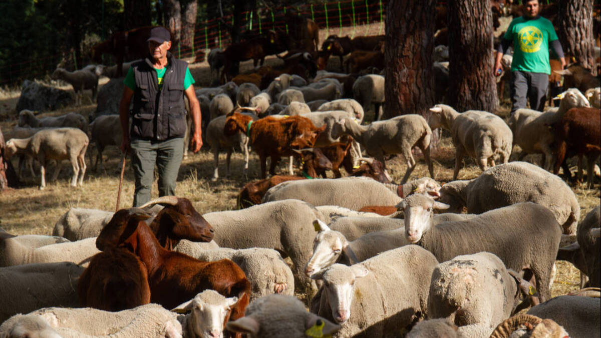 Sigue la preocupación de los ganaderos por los ataques de lobo en Castilla y León. El último, en Villafranca Montes de Oca (Burgos), con seis ovejas muertas.