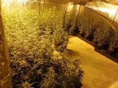 Descubierta una plantación de marihuana al rescatar unos animales en el Cabanyal