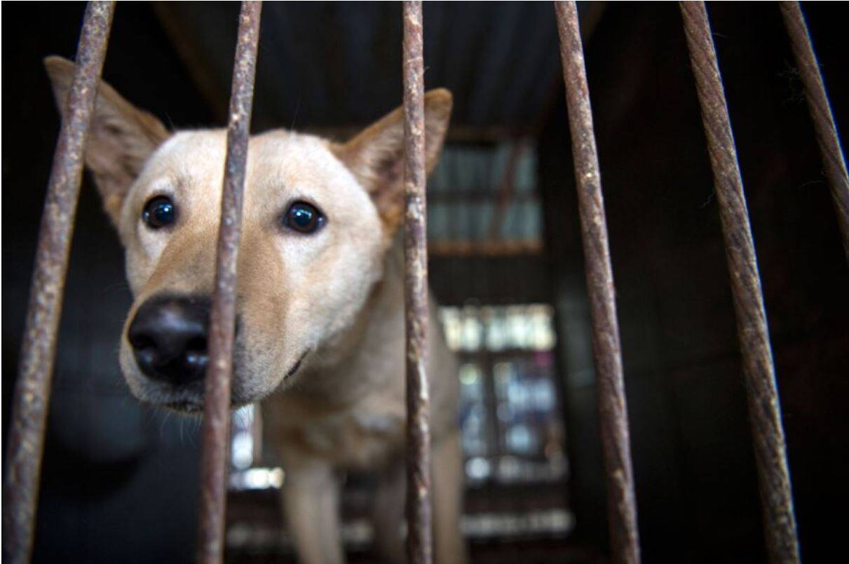 Prohibición de comer carne de perro en Corea del Sur