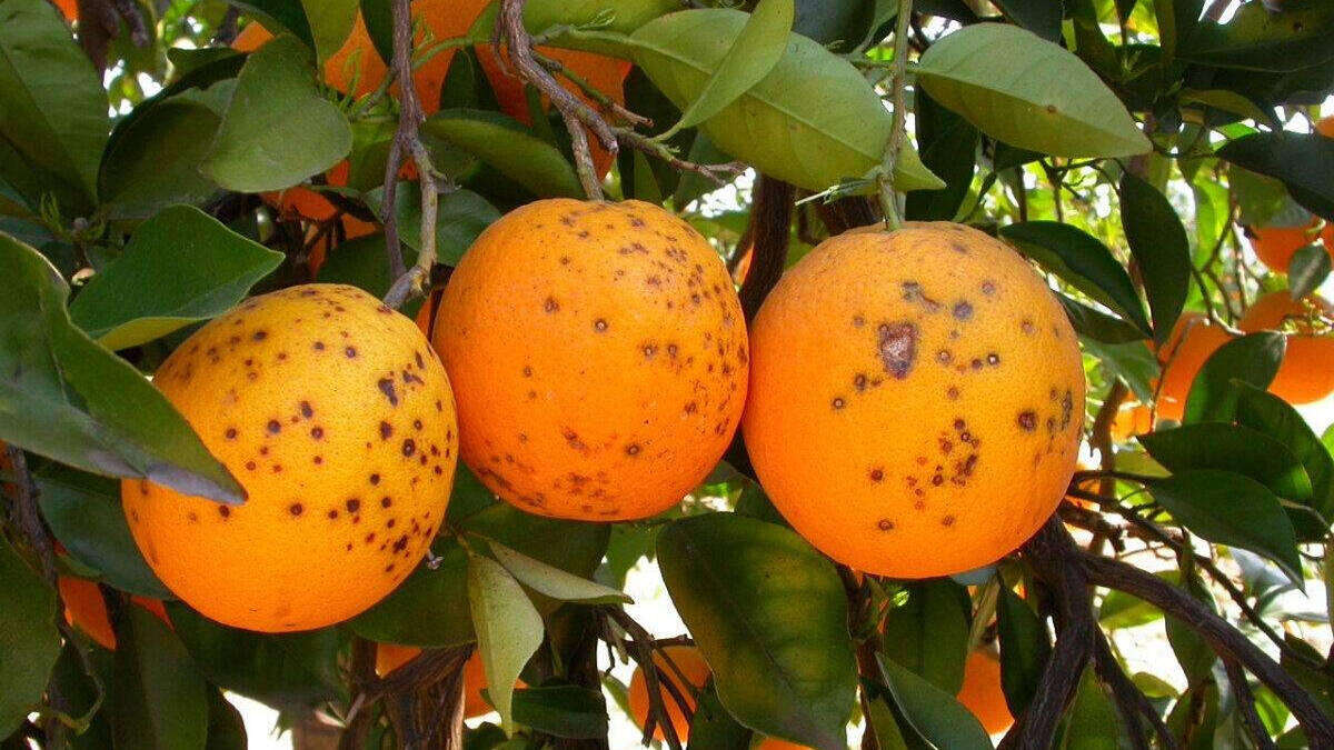 Naranjas afectadas por una plaga.