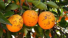 España compra más naranjas de Egipto y bonifica a países con plagas