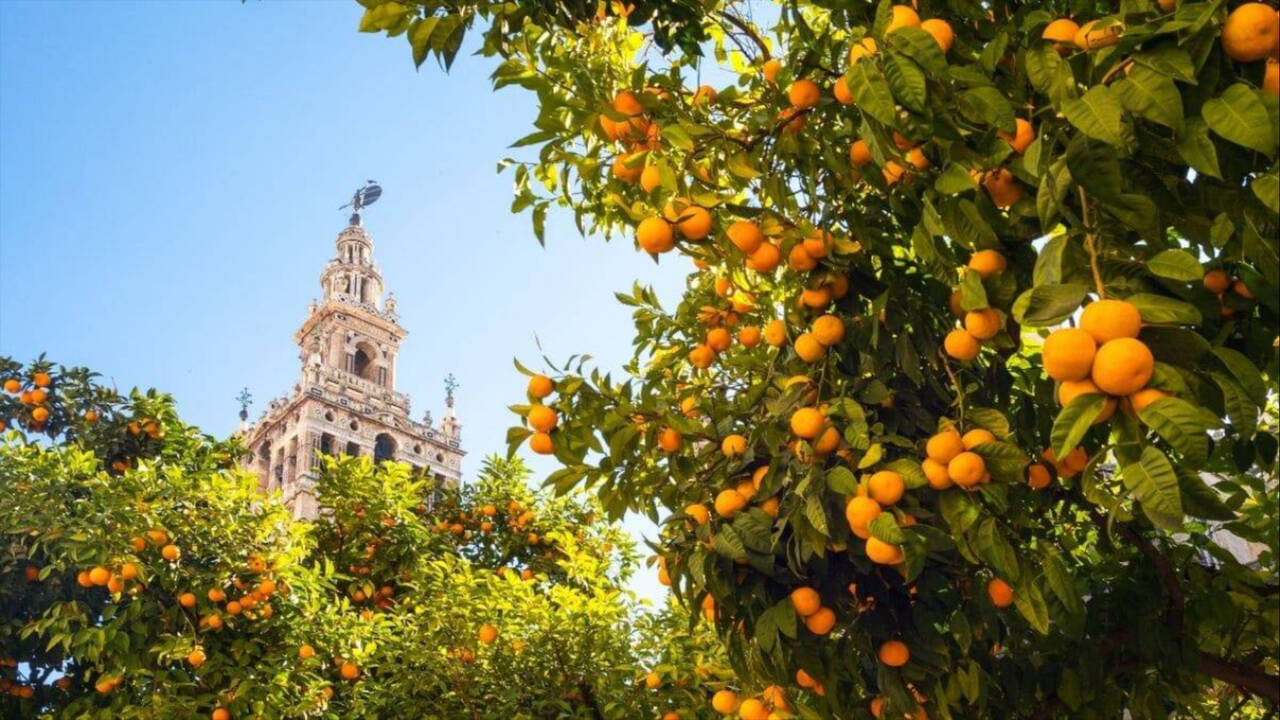 Naranjos en el centro de Sevilla.