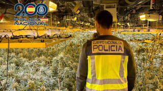 Desmantelada una macroplantación de marihuana al estilo colombiano escondida en un pequeño pueblo de Alicante