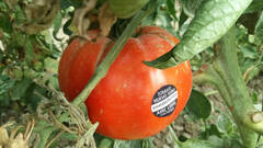 El 'pata negra' del tomate de España crece en Málaga y no lo catan en Francia