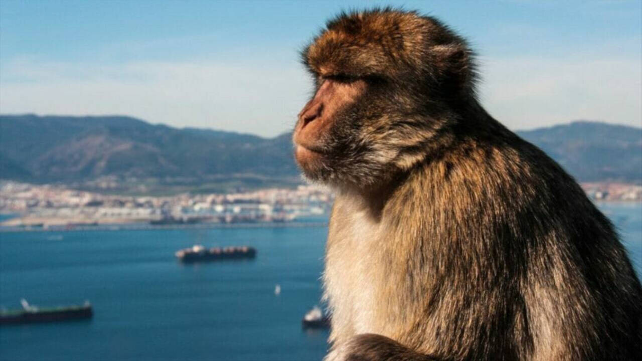 Un mono de Gibraltar se pasea por la Línea de la Concepción (Cádiz).