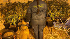 Desmanteladas dos plantaciones de marihuana en la Ribera