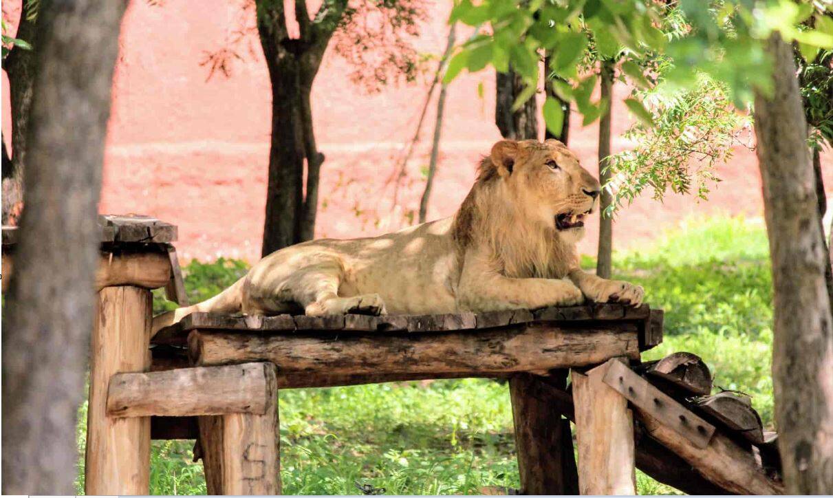 Zoológico en la India