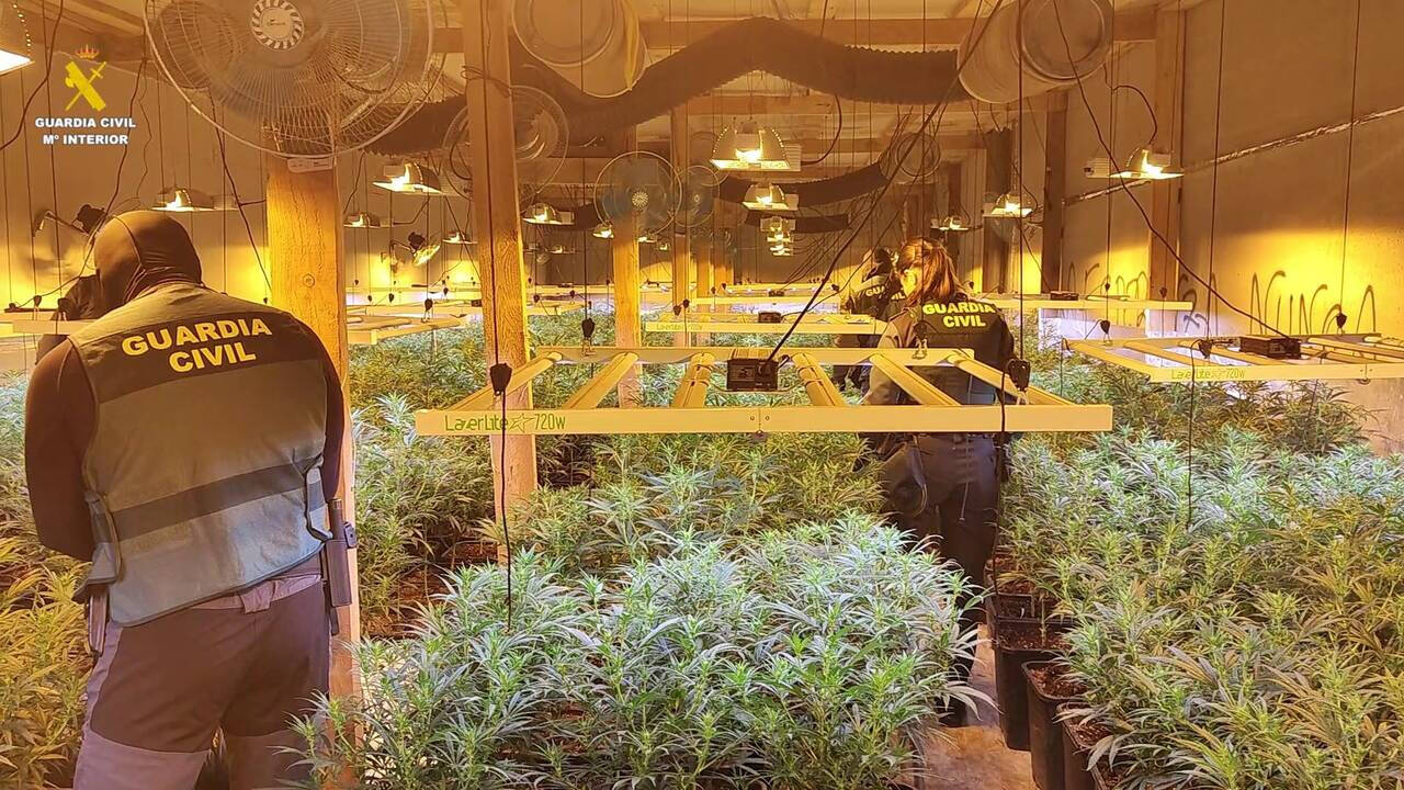 Plantación de marihuana descubierta en Les Alqueries
