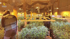 Descubiertas más de 700 plantas de marihuana en Les Alqueries