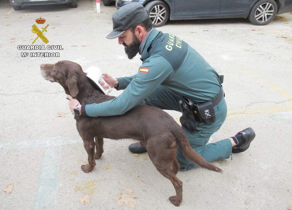 La Audiencia de Zamora libera al dueño de los perros que mataron a una enfermera
