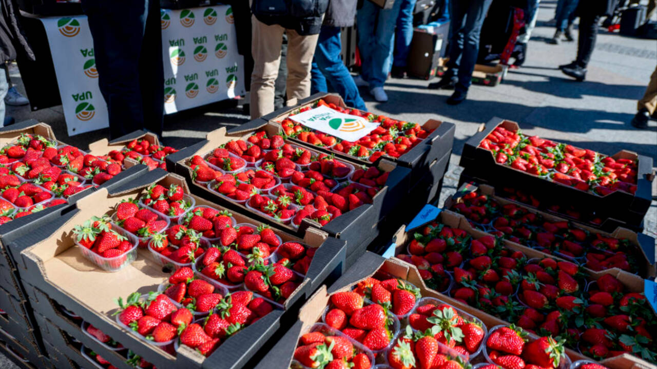 Cajas de fresas de Huelva repartidas por agricultores en una protesta en Madrid.
