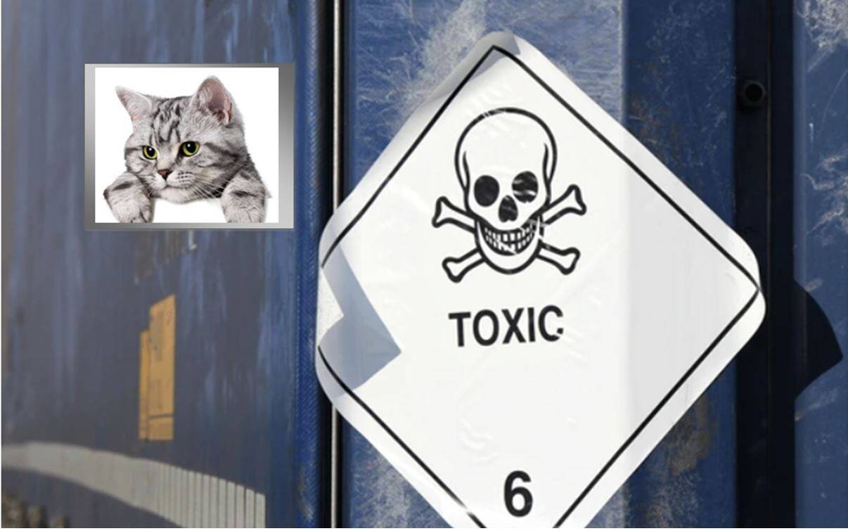 Alerta por gato tóxico en Japón