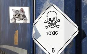 Alerta por un gato tóxico en Japón: ¿qué se sabe de esta noticia?