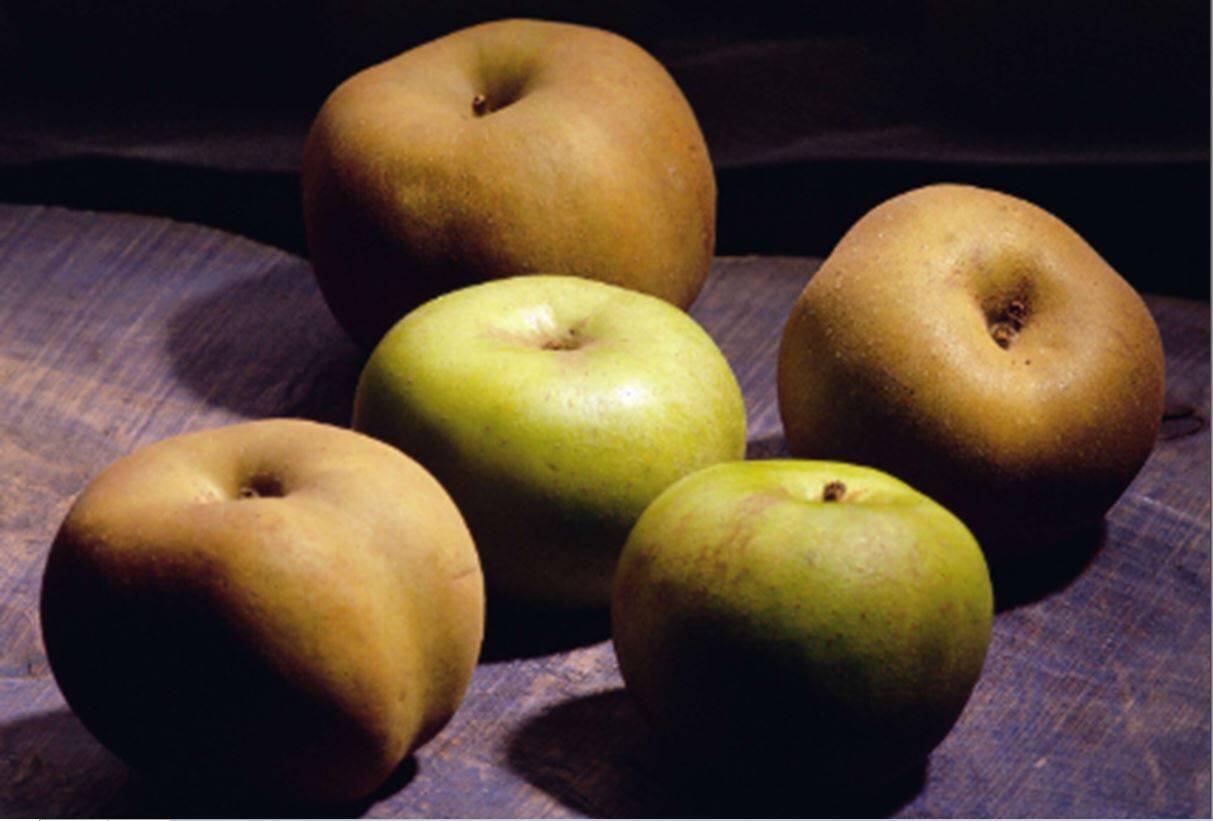 Manzanas reinetas del Bierzo