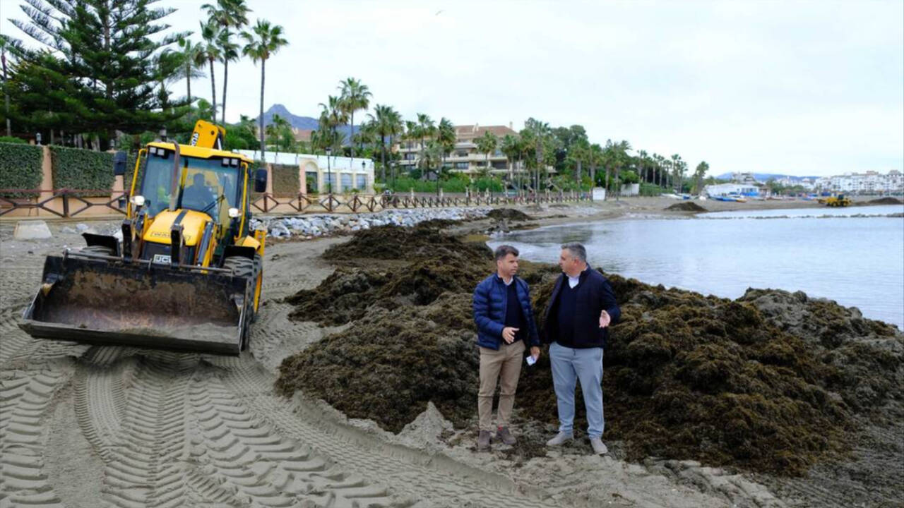 La playa de Marbella (Málaga) afectada por 'el alga invasora'.