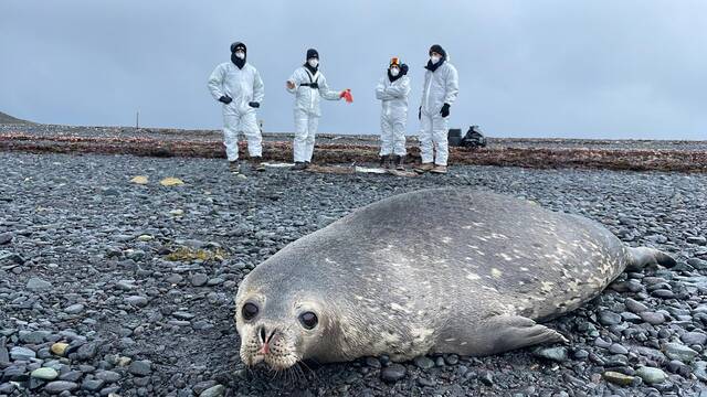 El Oceanogràfic participa en una investigación en la Antártida sobre mamíferos