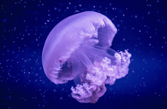 Conoce a la medusa gigante del Oceonagràfic
