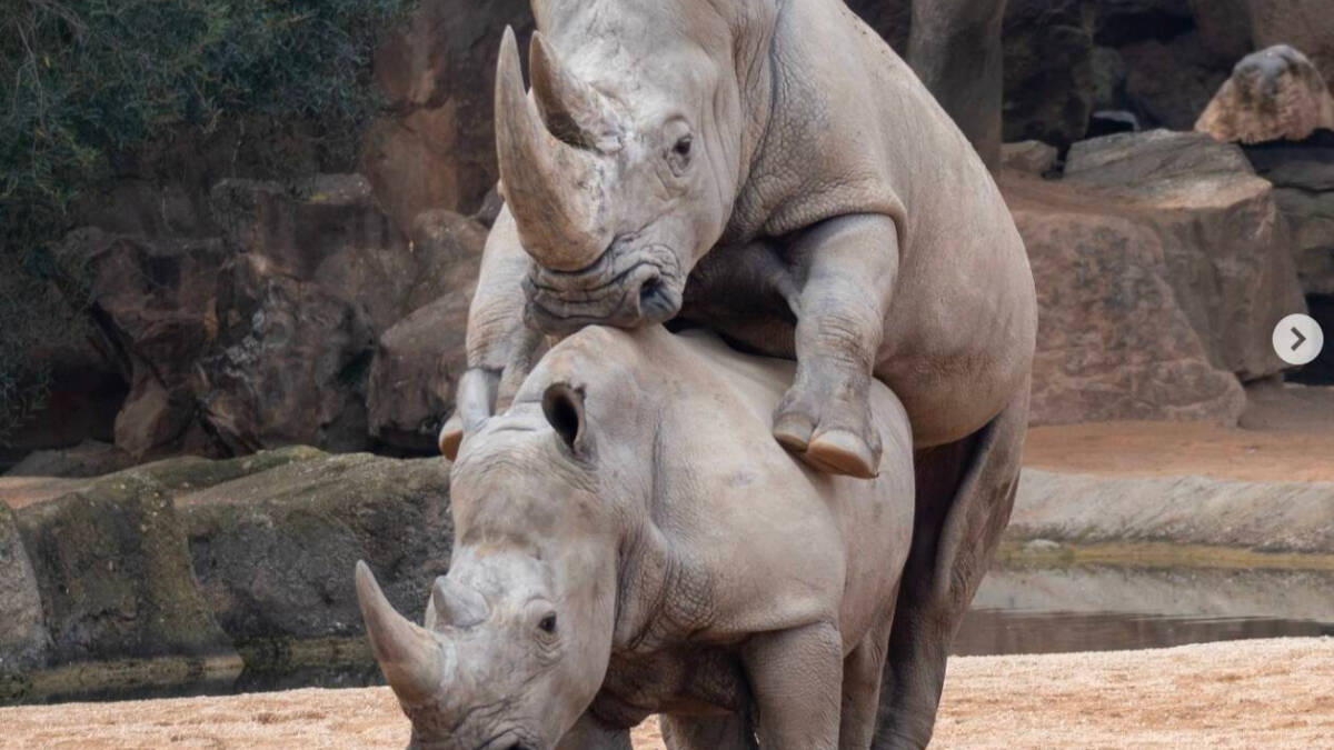 El rinoceronte Martín tiene sexo con una hembra en Bioparc Valencia