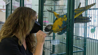 Compromís pide dedicar más atención, tiempo y recursos... ¡A las palomas!