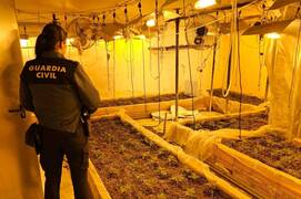 Golpe al narcotráfico en el Camp de Túria: 11 detenidos en una macroplantación de marihuana