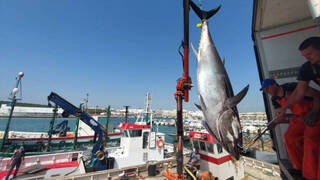 Barbate levanta la almadraba de atún rojo y con ella su temporada más próspera