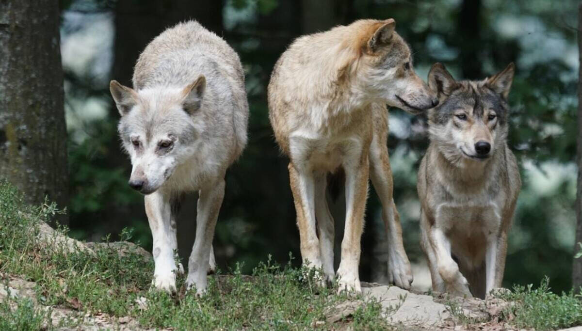 Manada de lobos (Foto de archivo)