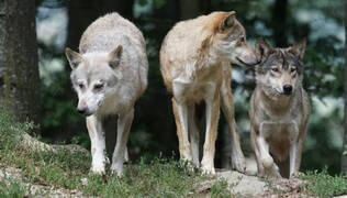Sigue la situación extrema con el lobo en CyL en 2024: Junta y ganaderos presionan por una solución