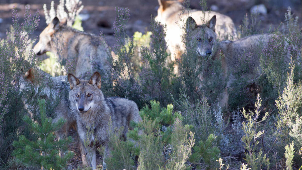 Manda de lobos ibéricos del Centro del Lobo Ibérico en localidad de Robledo de Sanabria, en Zamora.